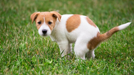 Easiest way to outlet toilet train a puppy